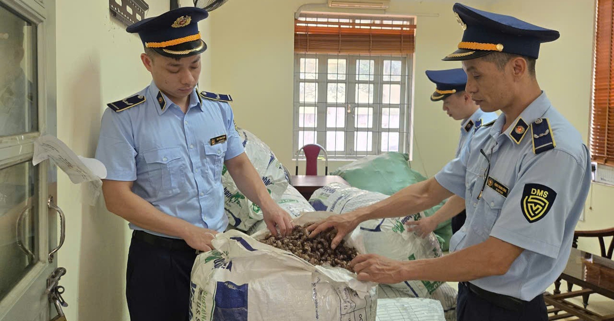 Khoảng trống pháp lý xung quanh vụ mua bán xác ve sầu