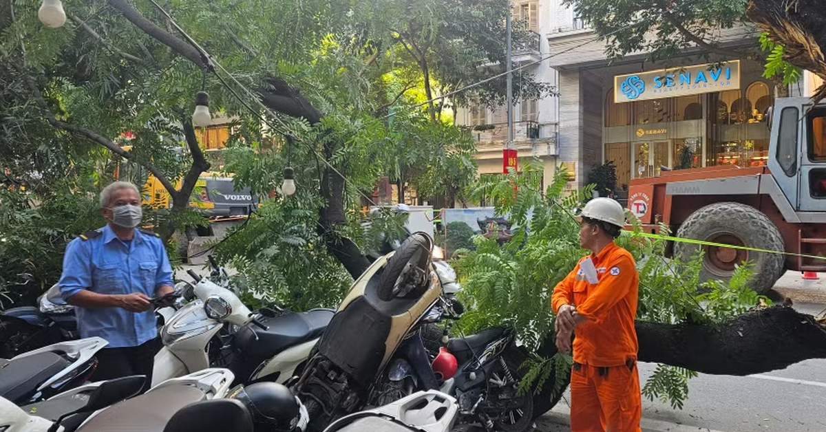 Cây xanh cỡ lớn trên phố Hà Nội bất ngờ gãy cành, đè loạt xe máy