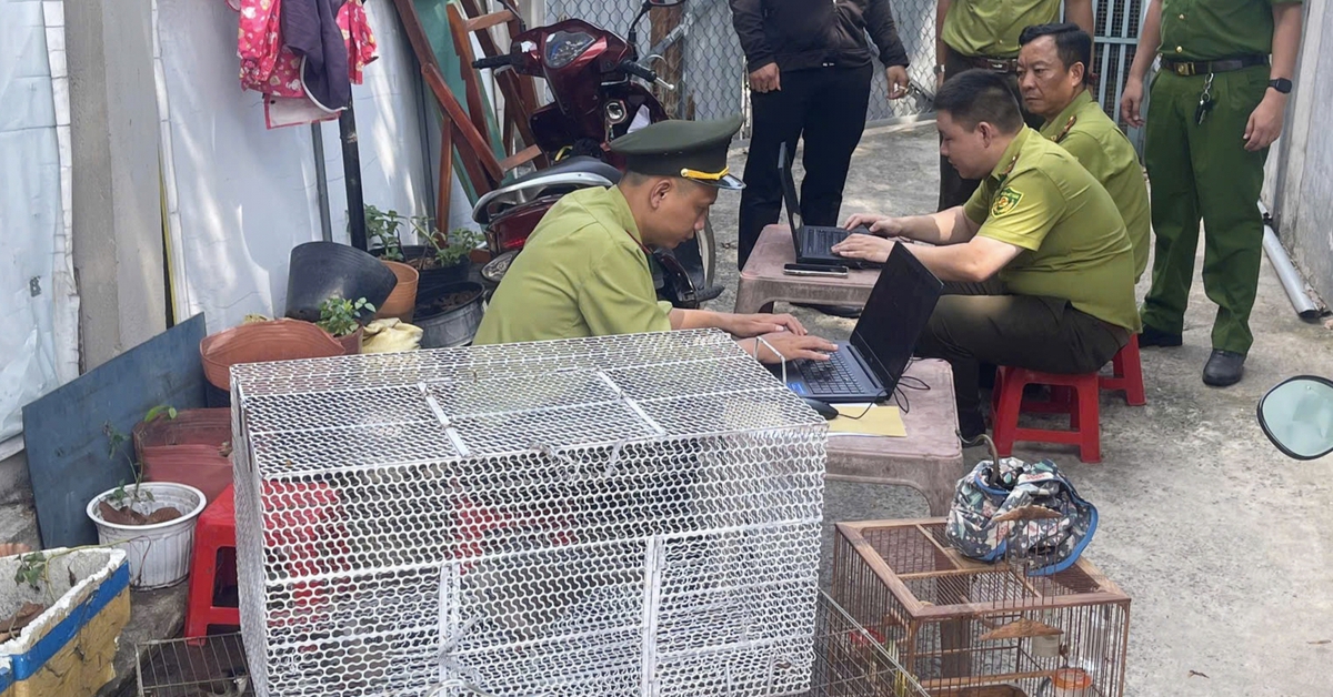 Tạm giữ 28 con chim không có giấy tờ, hồ sơ chứng minh nguồn gốc hợp pháp