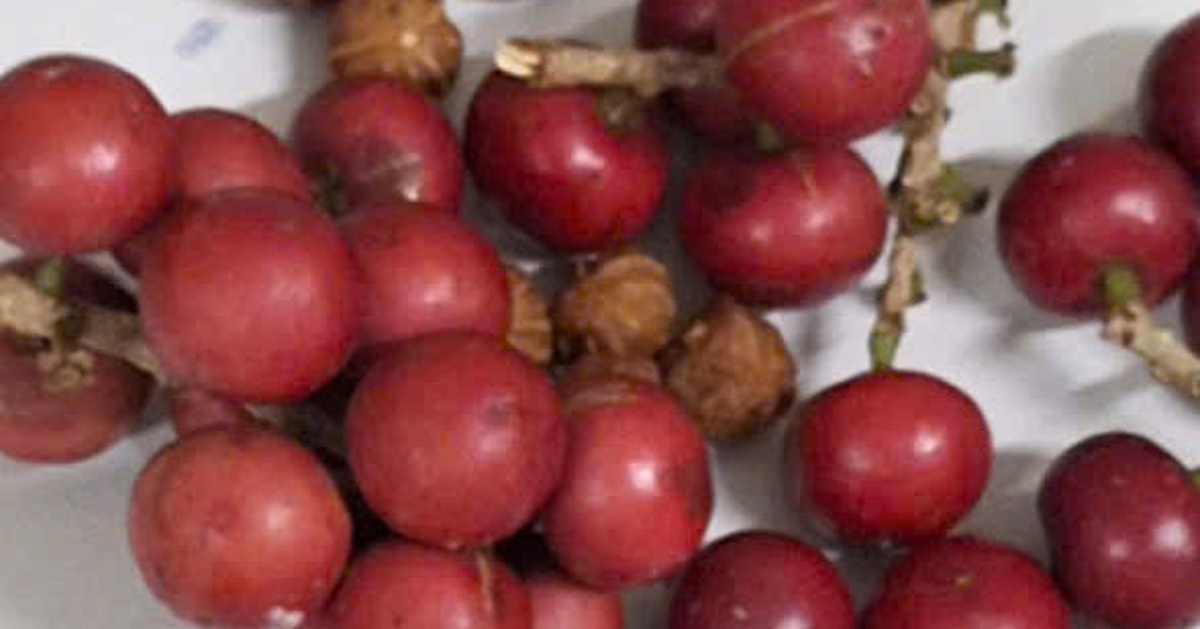 Hơn 200 học sinh nghi bị ngộ độc sau khi ăn quả lạ màu đỏ, giống trái cherry