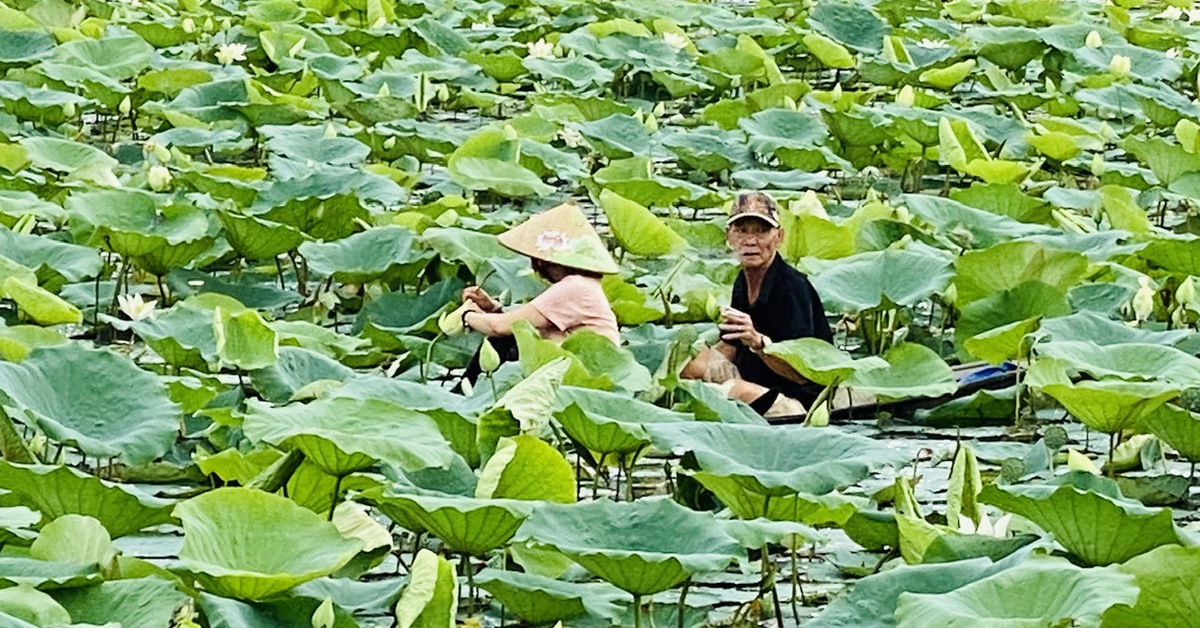 Cải thiện môi trường nước để phát triển cây sen ở Huế