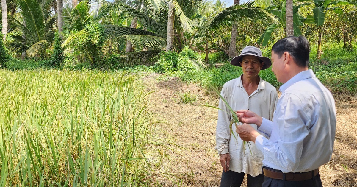 Vụ 77 viên chức Trung tâm khuyến nông bị 'treo' lương: Chi trả tính từ tháng 3-2026