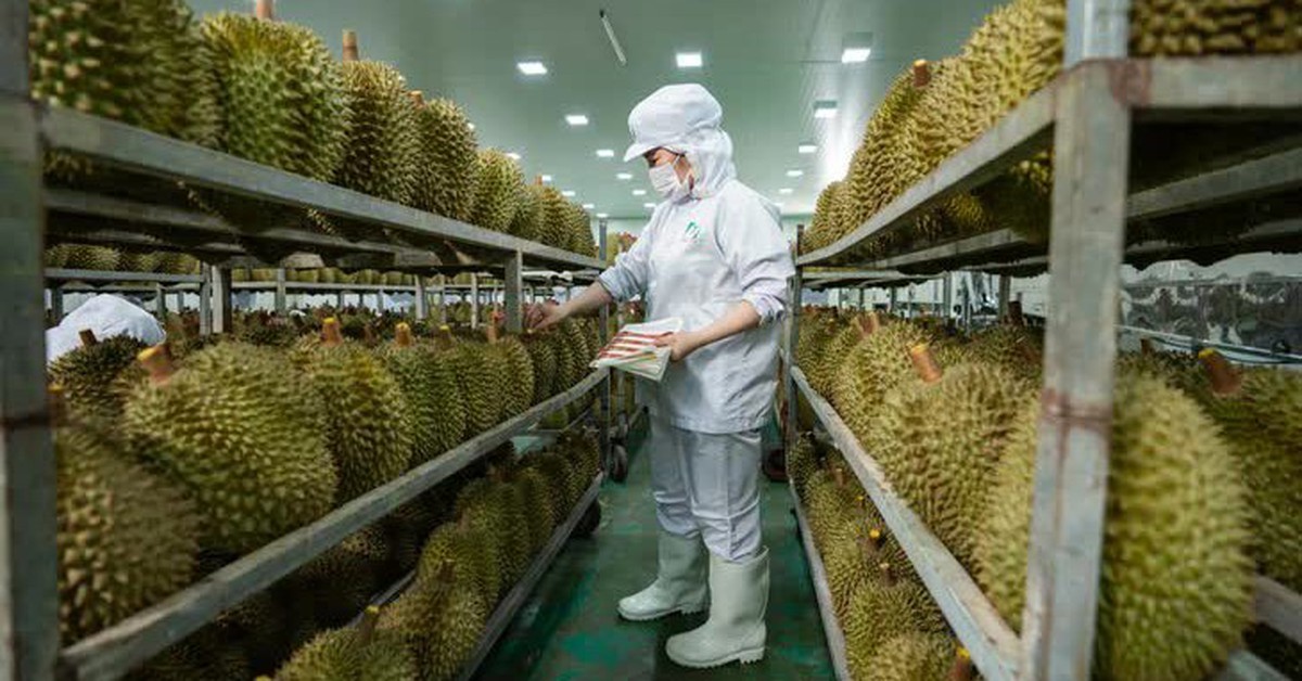 Cập nhật tư duy cũ về sầu riêng
