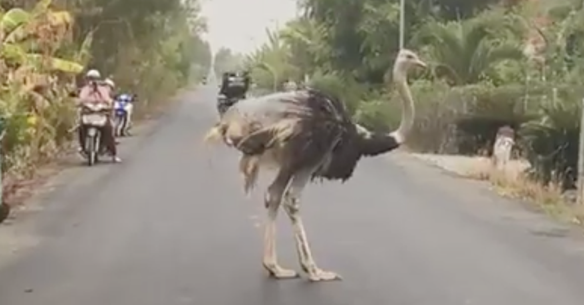 tuoitre.vn