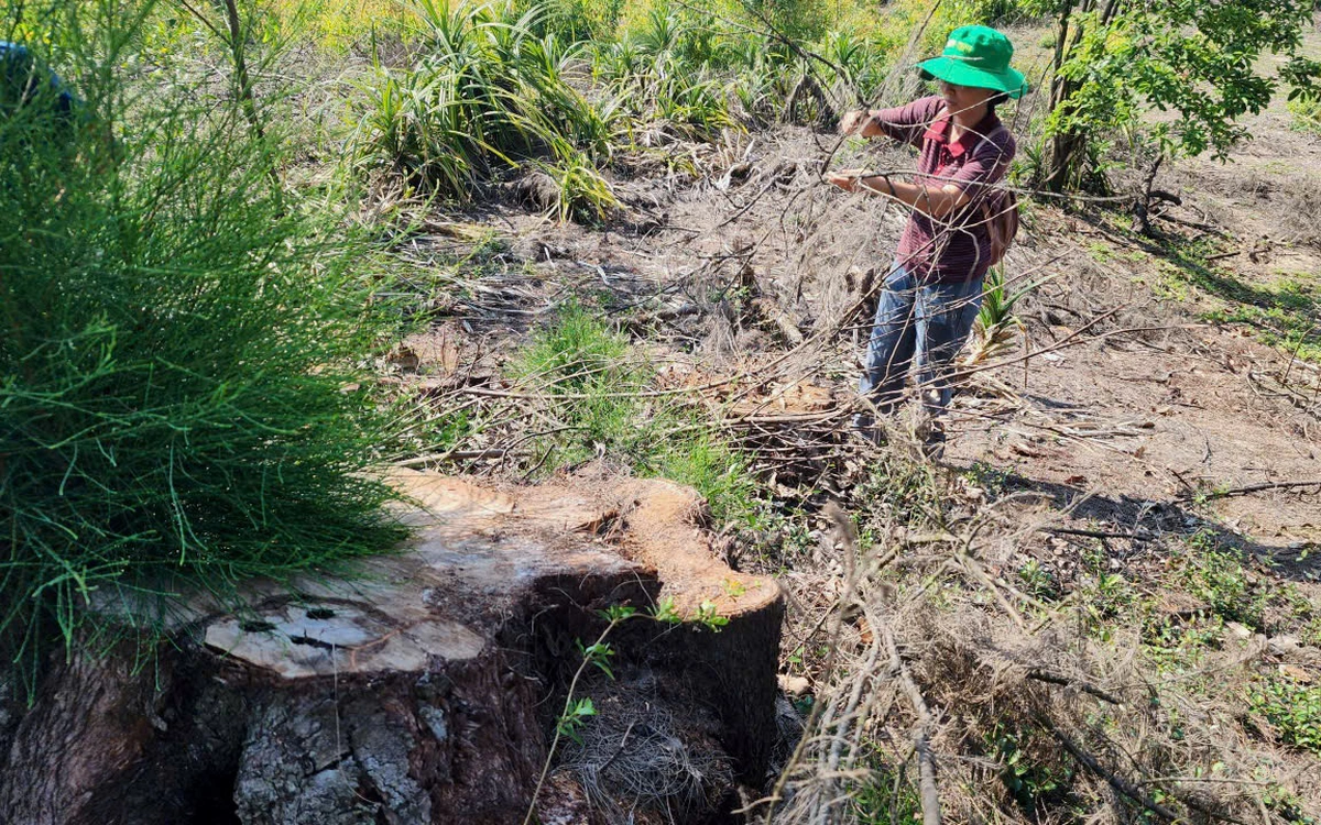 Hàng loạt gốc phi lao đại thụ bị đốn hạ, cơ quan chức năng 'nhập nhằng' trách nhiệm quản lý