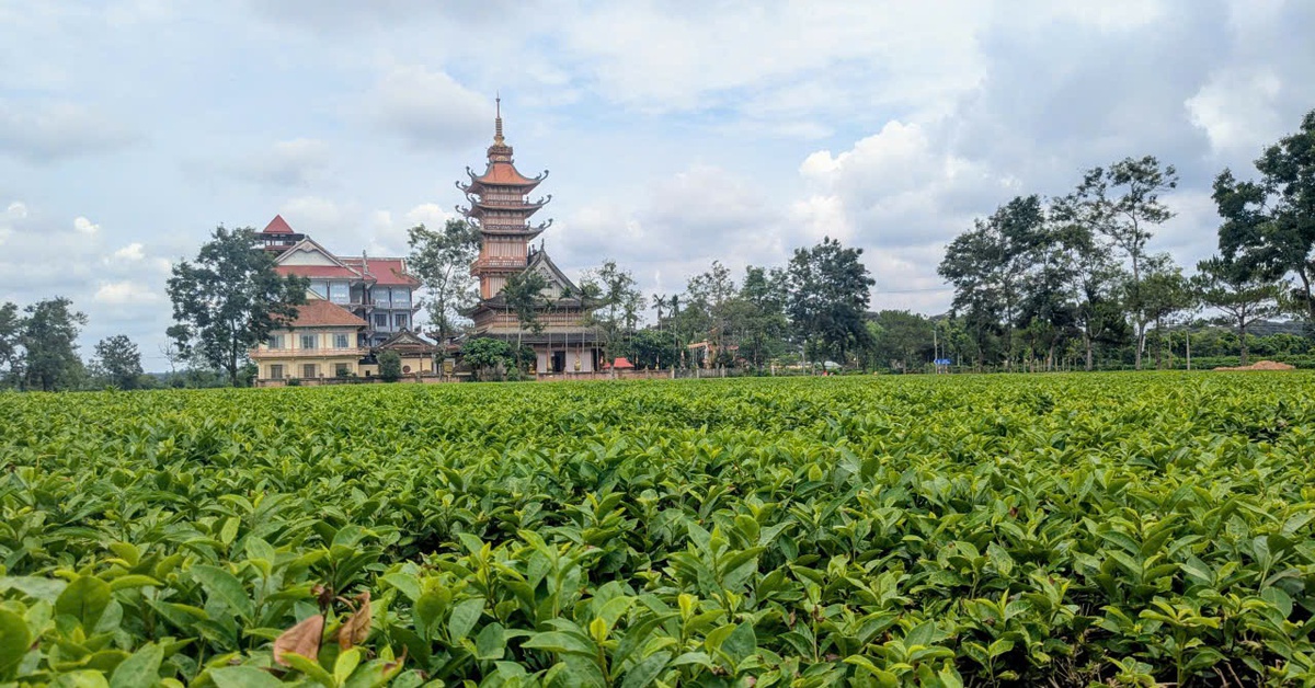 Gia Lai yêu cầu giữ 62,7ha chè Biển Hồ làm du lịch, doanh nghiệp nói gì?