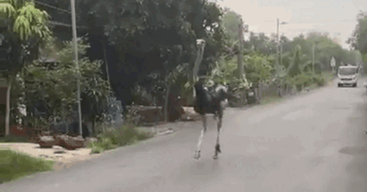 Vì sao 10 con đà điểu xuất hiện giữa đường ở Tây Ninh bị tiêu hủy nhanh chóng?