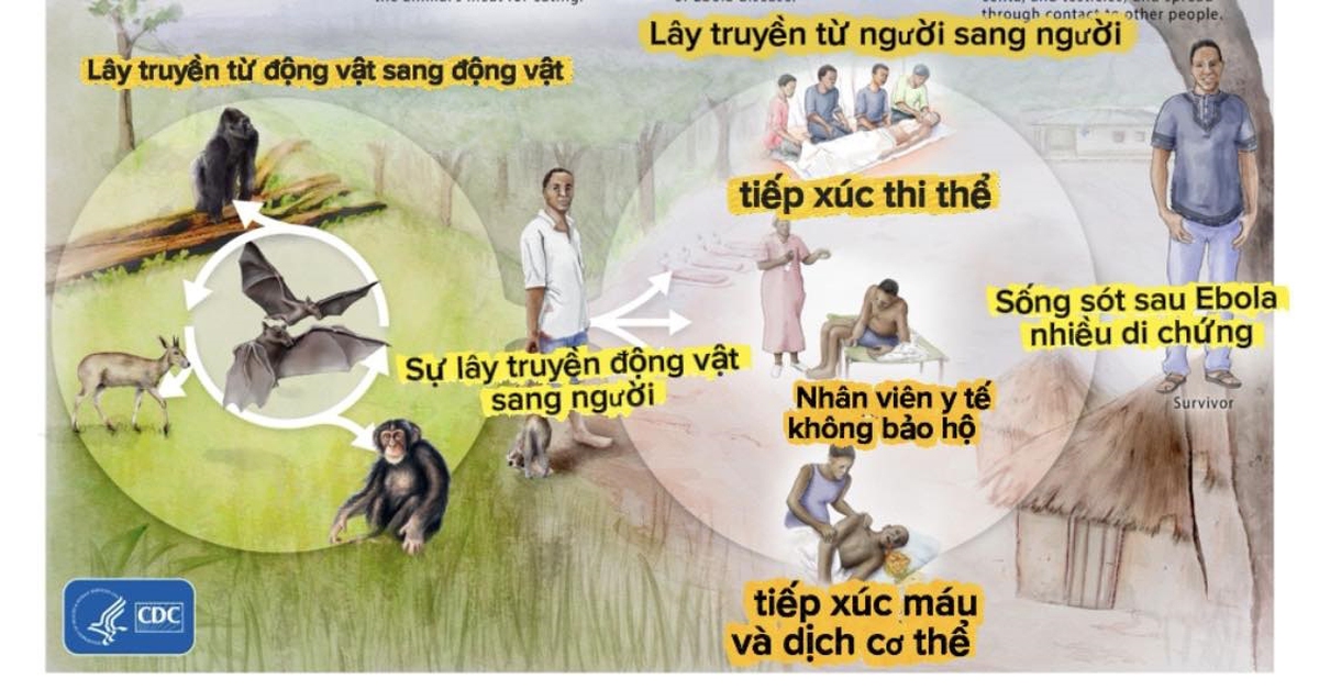 Bệnh do vi rút Ebola, biết đúng thì không sợ