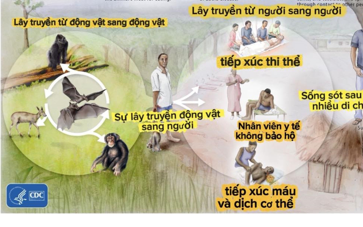 Bệnh do vi rút Ebola, biết đúng thì không sợ