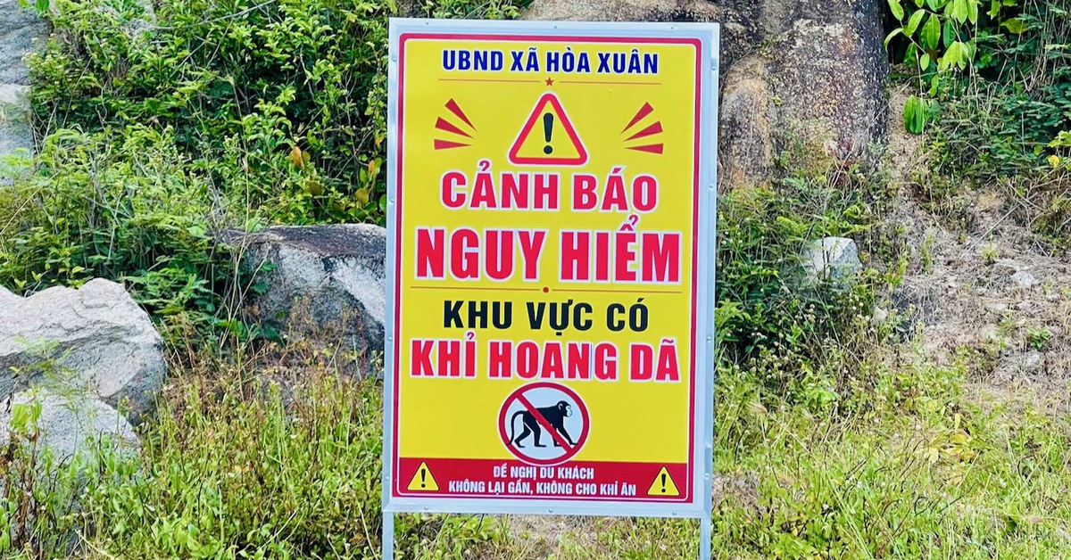 Chính quyền phải cắm biển cảnh báo khỉ hoang trên đường ven biển gần Mũi Điện