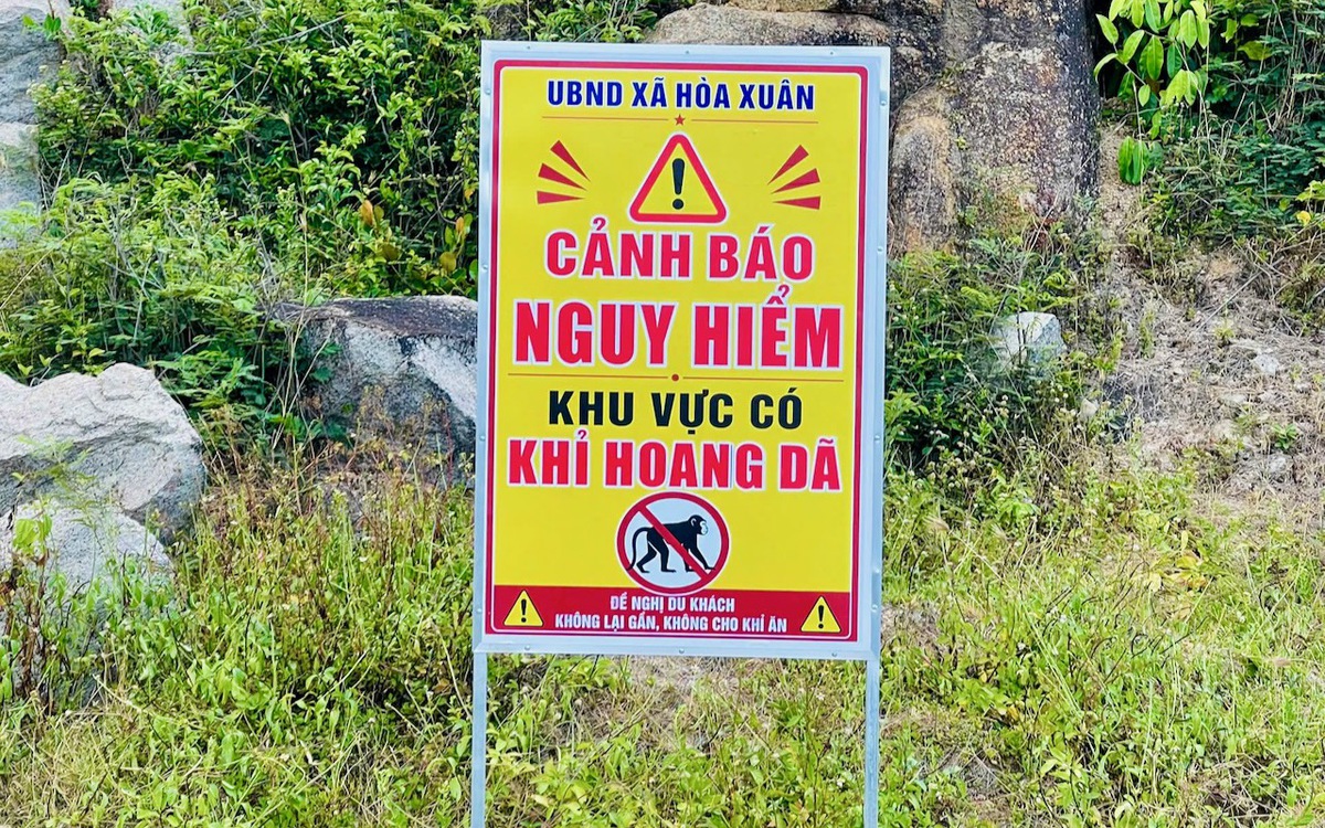 Chính quyền phải cắm biển cảnh báo khỉ hoang trên đường ven biển gần Mũi Điện
