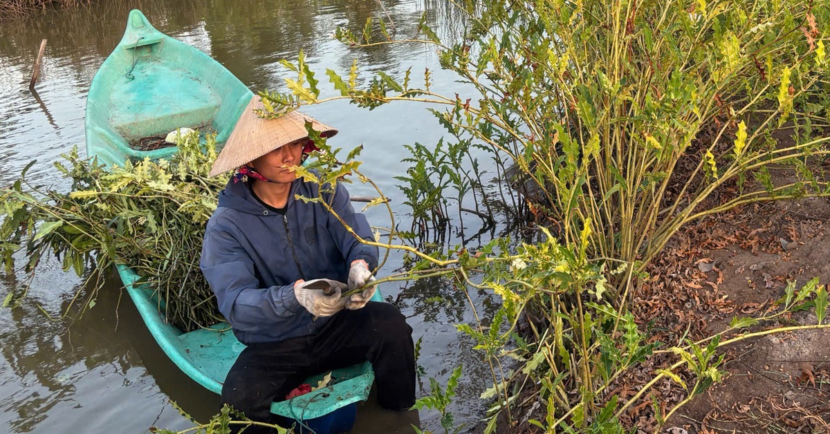 Chàng trai 9x Cà Mau làm giàu với cây ô rô mọc hoang bờ vuông tôm