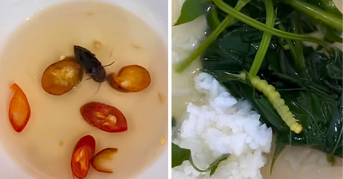 Vụ bữa ăn tập thể của sinh viên Đại học Huế nghi có gián, dòi và sâu: Cơ sở nấu ăn xin lỗi