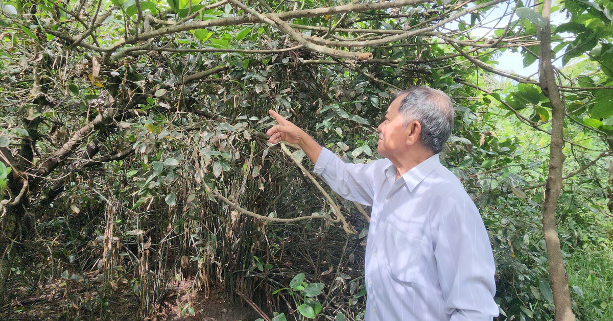 Phát hiện chim chết nghi bị săn bắn tại vườn chim nổi tiếng ở Vĩnh Long