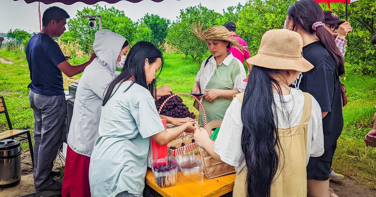 Khám phá du lịch nông nghiệp qua câu chuyện 'nhất nước nhì phân'