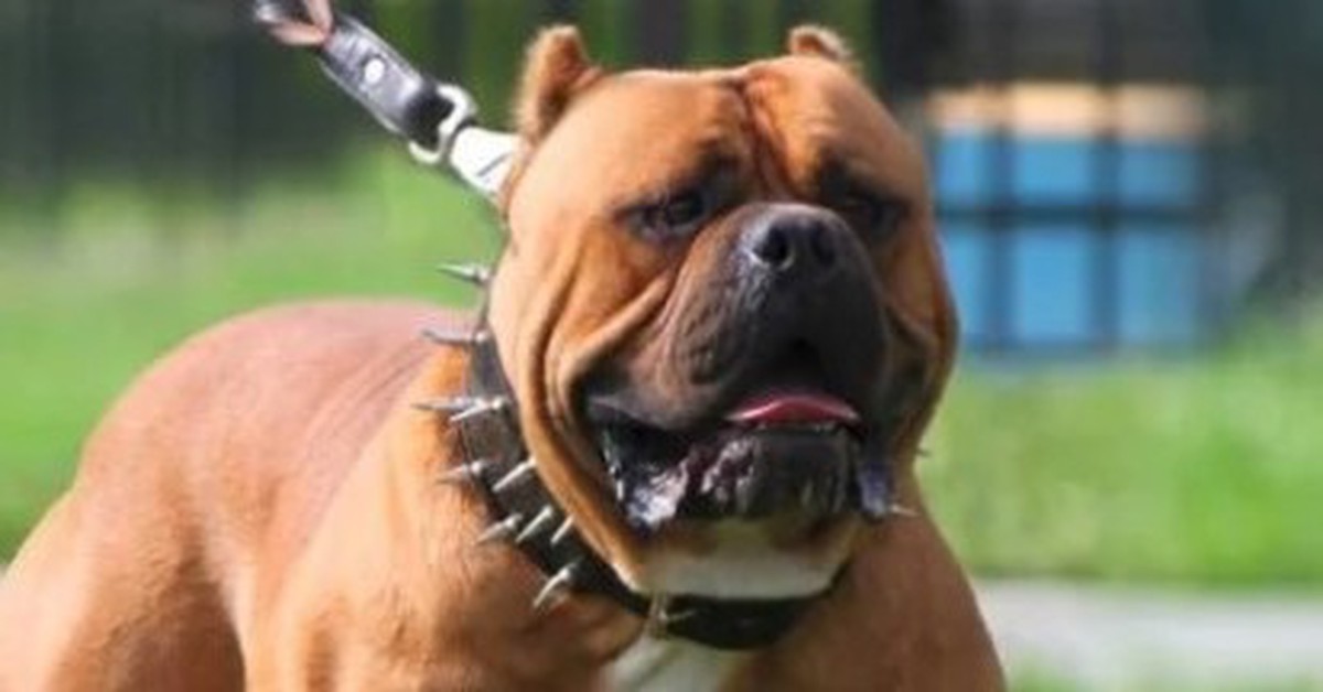 Bé trai bị đàn chó Bandog, Rottweiler tấn công khi câu cá