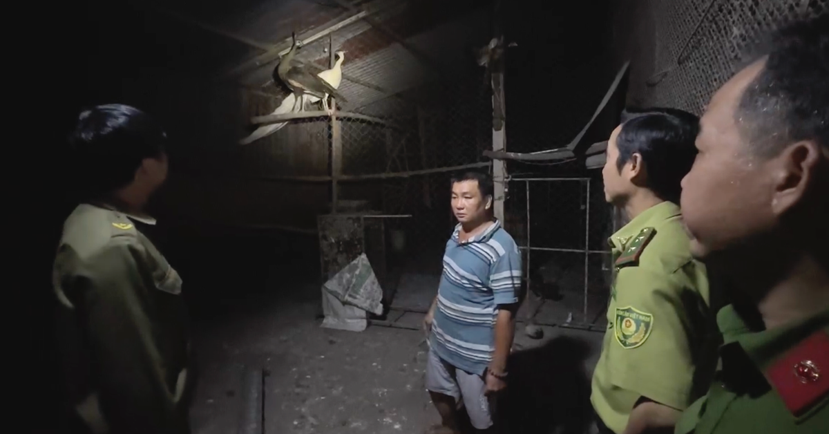 Nuôi nhốt chim công lục quý hiếm, người đàn ông tại TP.HCM bị khởi tố