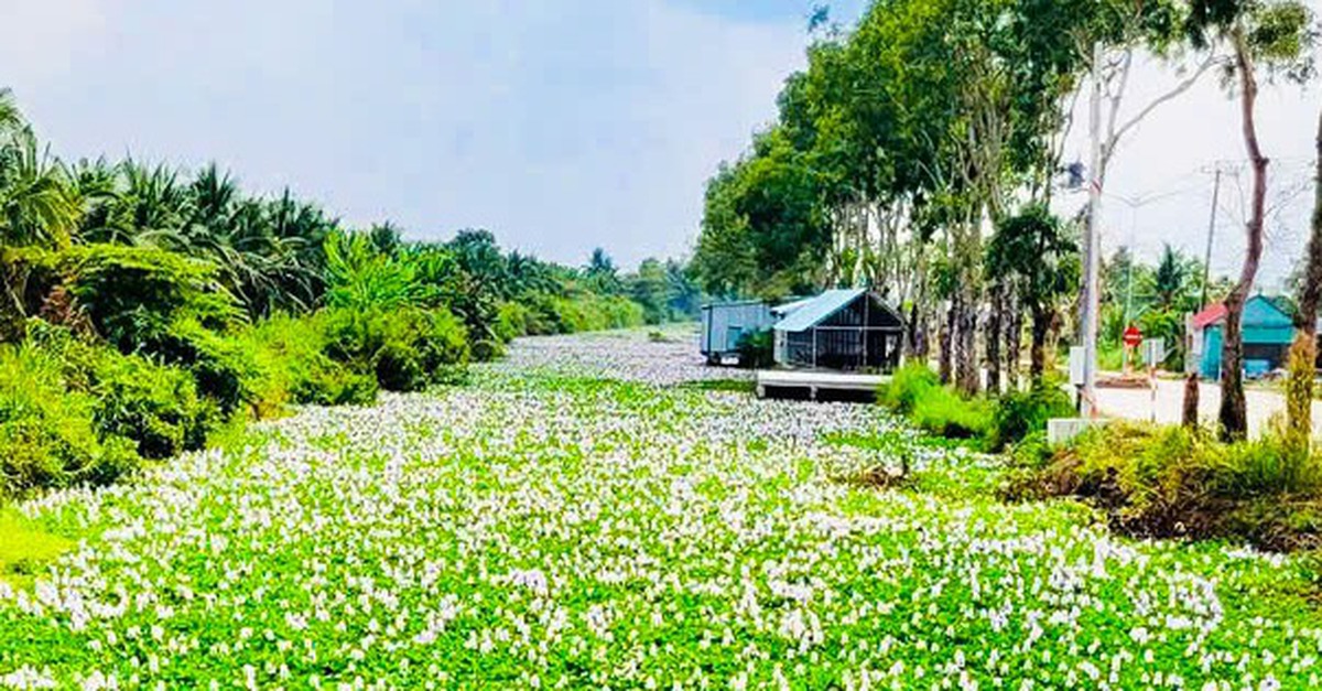 Lục bình lên đời thành món ngon trong nhà hàng đãi khách