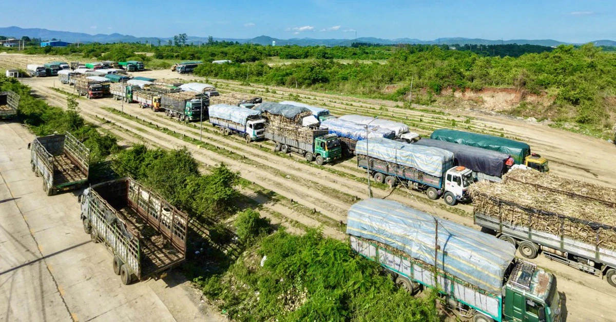 Nhà máy đường ở Đắk Lắk nêu nguyên nhân mua mía chậm, cam kết sẽ thu hết mía bao tiêu