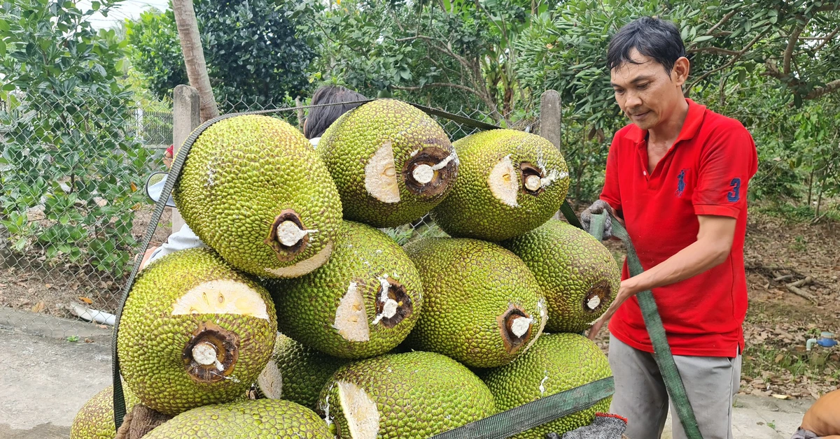 Mít rớt giá kéo dài, nhà vườn miền Tây trắng tay