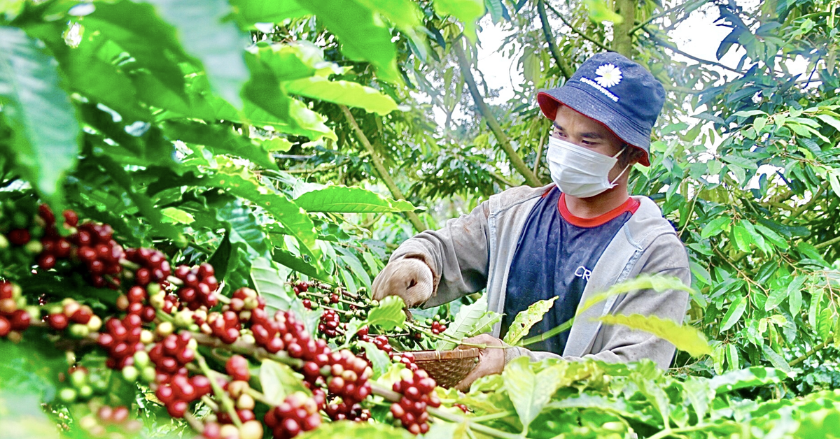 Nông dân trồng cà phê Tây Nguyên được trả bảo hiểm vì mưa lớn