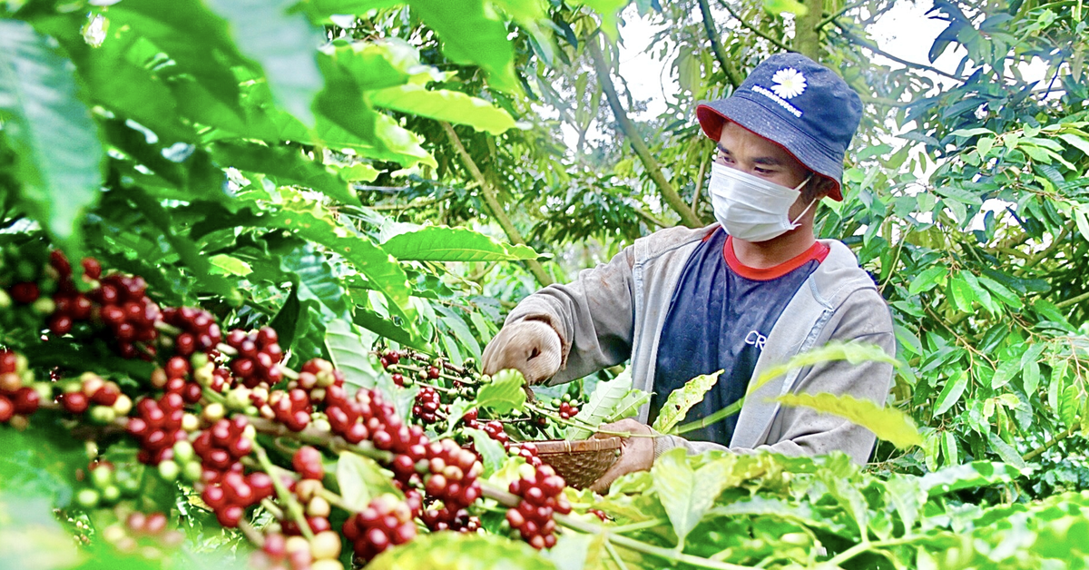 Nông dân trồng cà phê Tây Nguyên được trả bảo hiểm vì mưa lớn