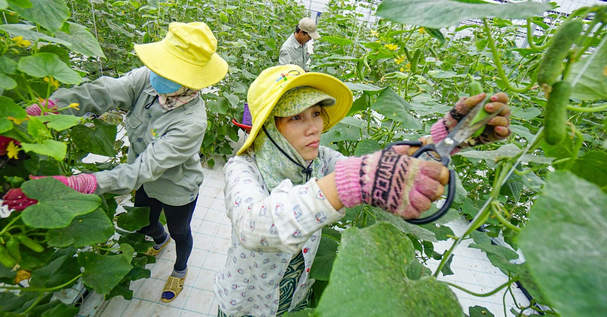 Làm nông thời công nghệ: nhìn trời, nhìn đất và... lo hết pin