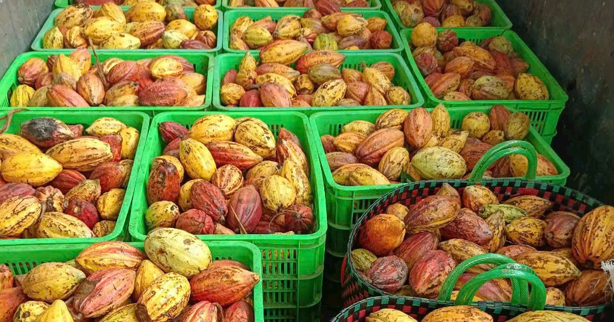Tái sinh vỏ ca cao