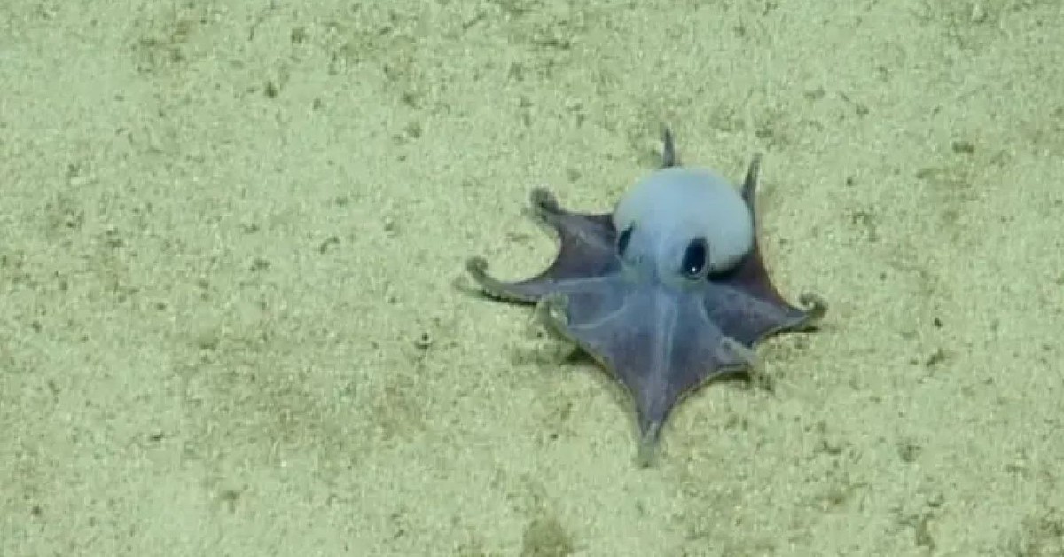 Phát hiện bạch tuộc xanh biếc hiếm thấy dưới đáy biển Galapagos