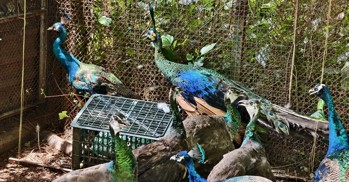 Hộ dân ở TP.HCM giao nộp 6 con chim công quý hiếm 'từ đâu bay tới'