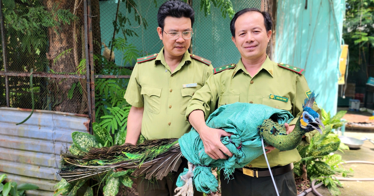 Người dân ở TP.HCM liên tiếp giao nộp chim công quý hiếm cho kiểm lâm