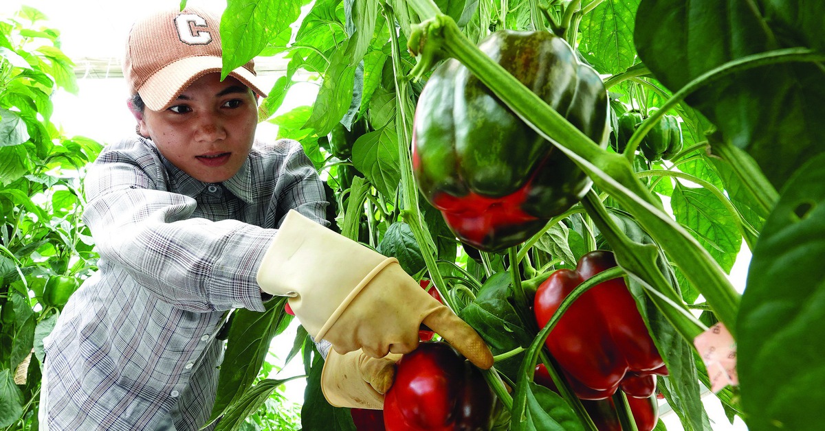 Bổ sung vitamin C: Cam không phải lựa chọn duy nhất