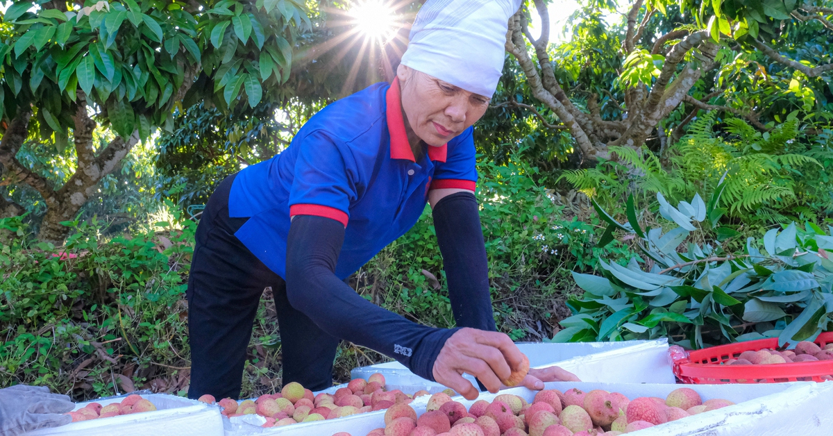 Nông dân thủ phủ vải thiều thức đêm ‘chạy đua’ với mặt trời để kịp xuất khẩu