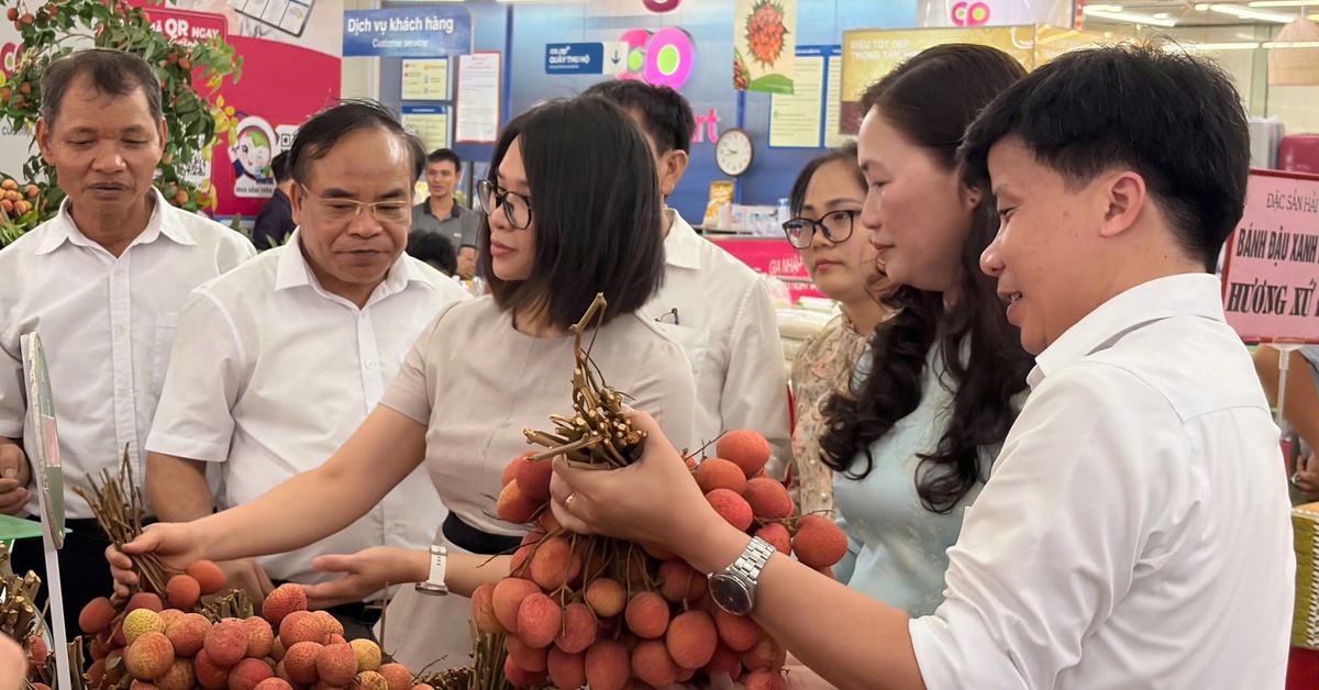300 tấn vải đặc sản Thanh Hà phủ sóng siêu thị toàn quốc qua hệ thống Saigon Co.op