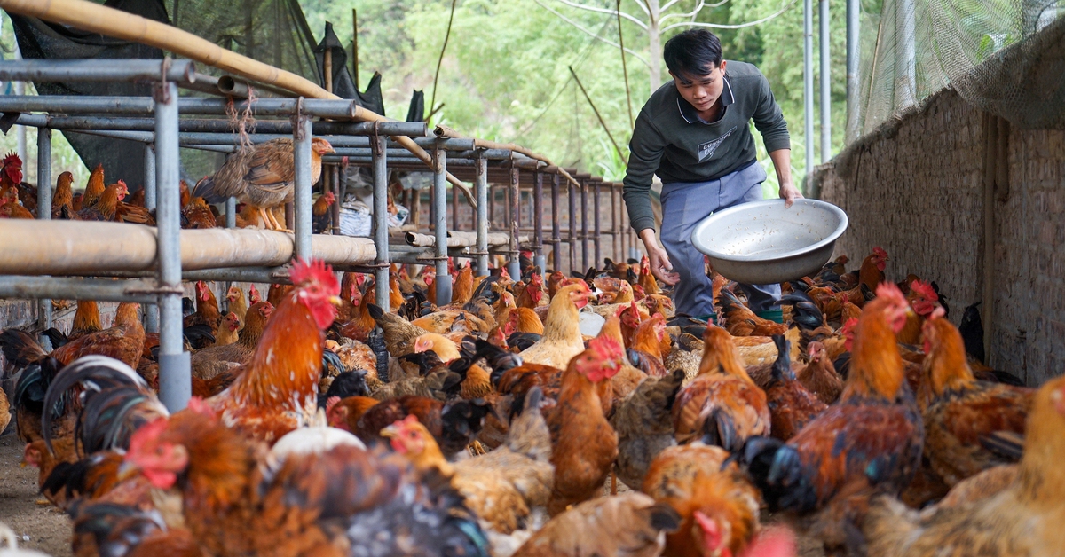 Trao vốn không lãi suất cho 40 hộ nông dân ở Thái Nguyên