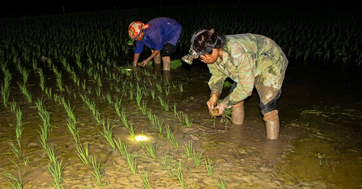 Nông dân Nghệ An đội đèn cấy lúa đêm tránh nắng nóng