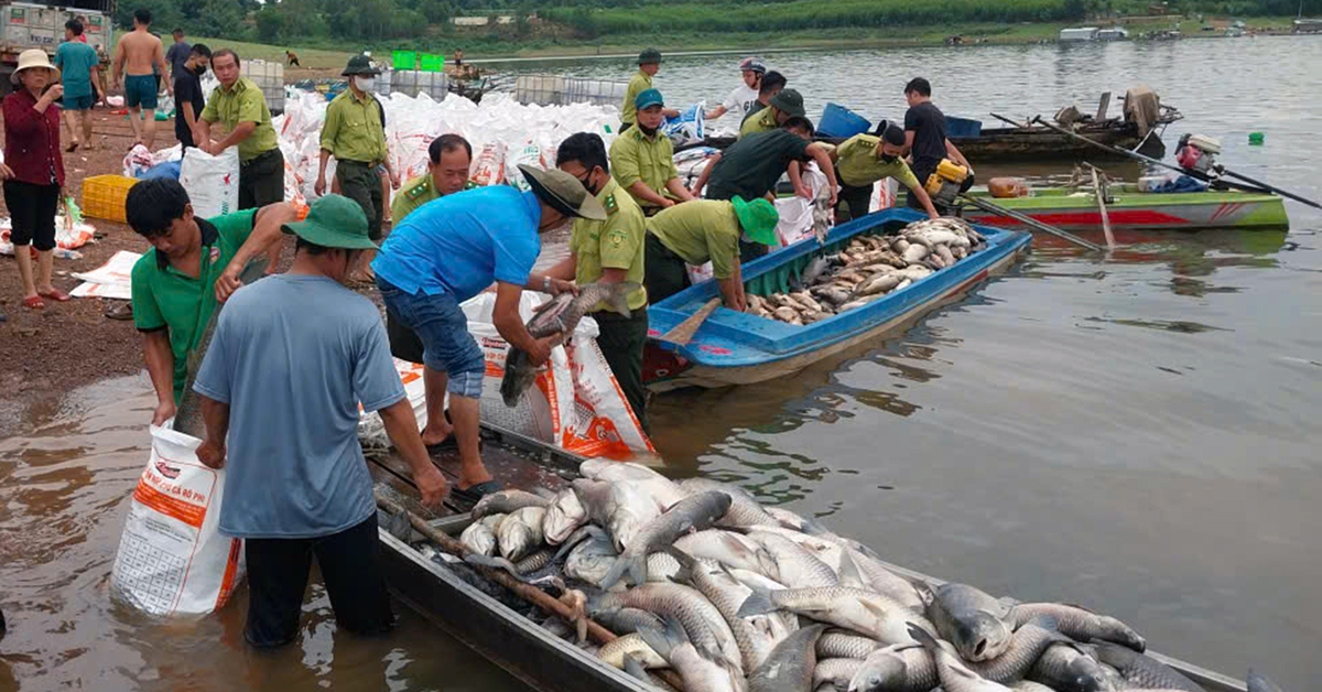 Hơn 150 tấn cá nuôi lồng bè ở hồ Trị An chết hàng loạt