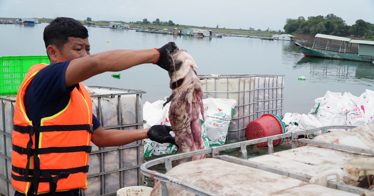 Cá lồng bè hồ Trị An chết trắng: Người dân nuôi tự phát, đang sắp xếp lại