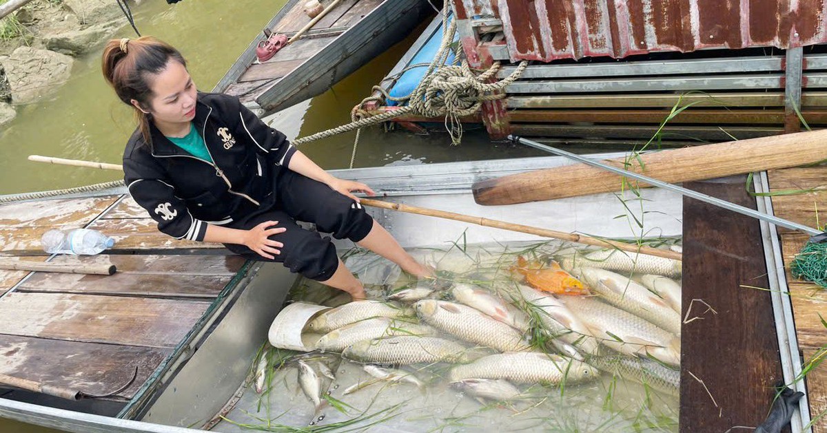 Hàng tấn cá nuôi lồng bè trên sông Lam chết trắng