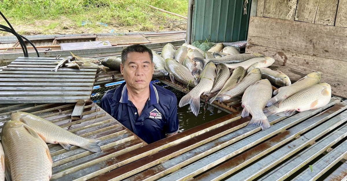Vụ cá nuôi lồng chết trên sông Lam: Xã đề nghị tỉnh tìm nguyên nhân