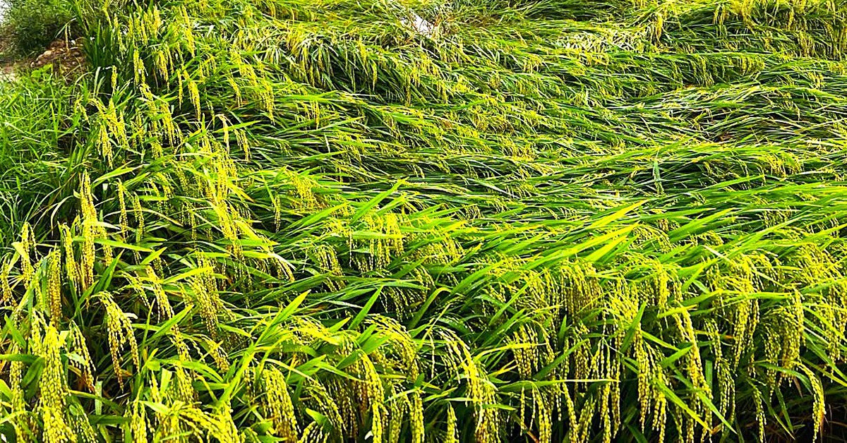 Hơn 5.800ha lúa xuân ngã đổ do mưa dông