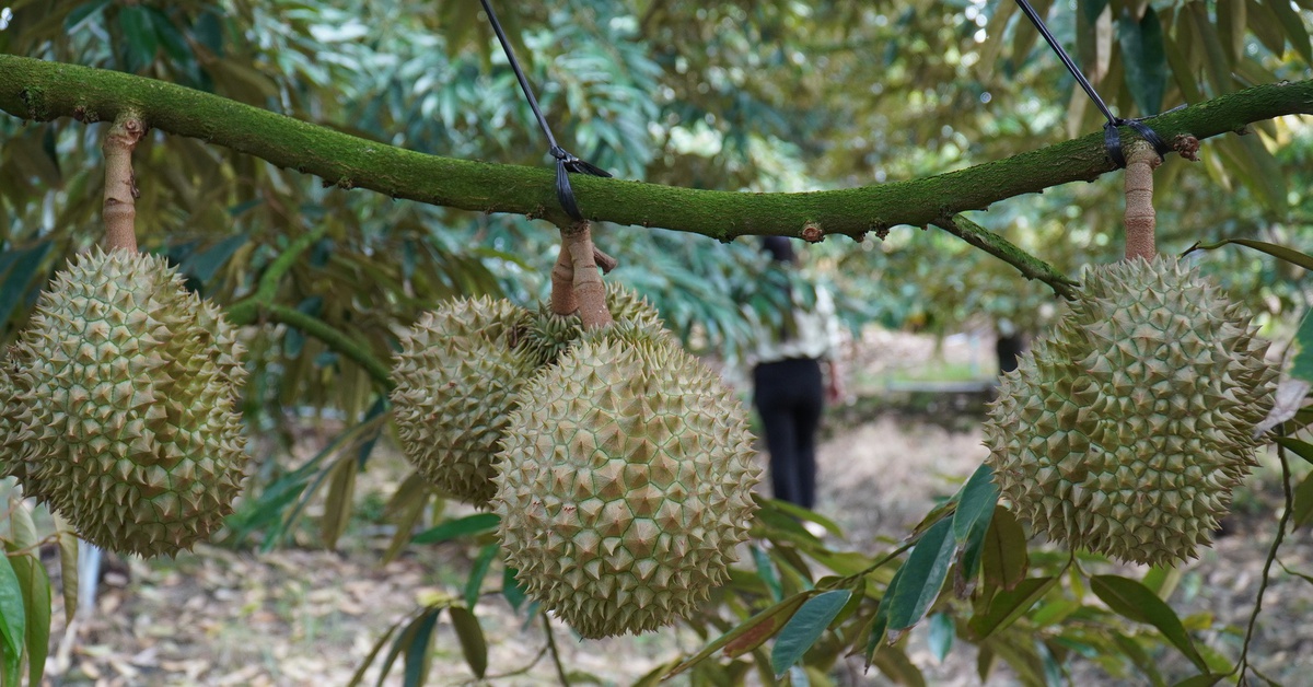 Đồng Tháp tháo gỡ điểm nghẽn cho ngành hàng sầu riêng