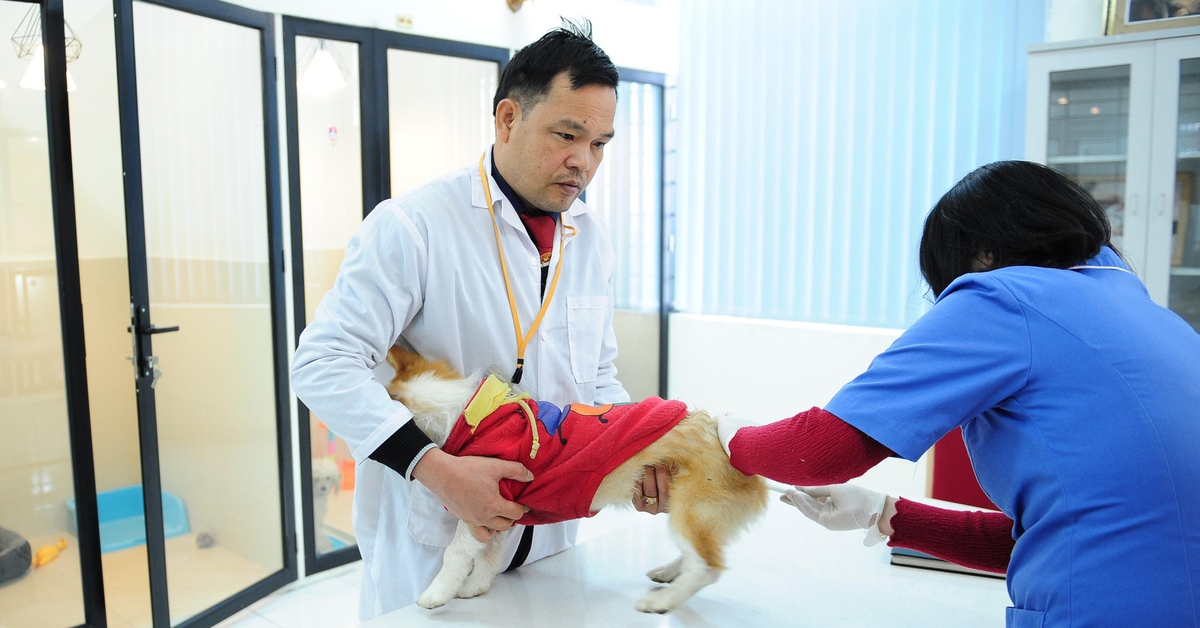Đề nghị không bãi bỏ điều kiện kinh doanh dịch vụ xét nghiệm, tiêm phòng, chữa bệnh động vật