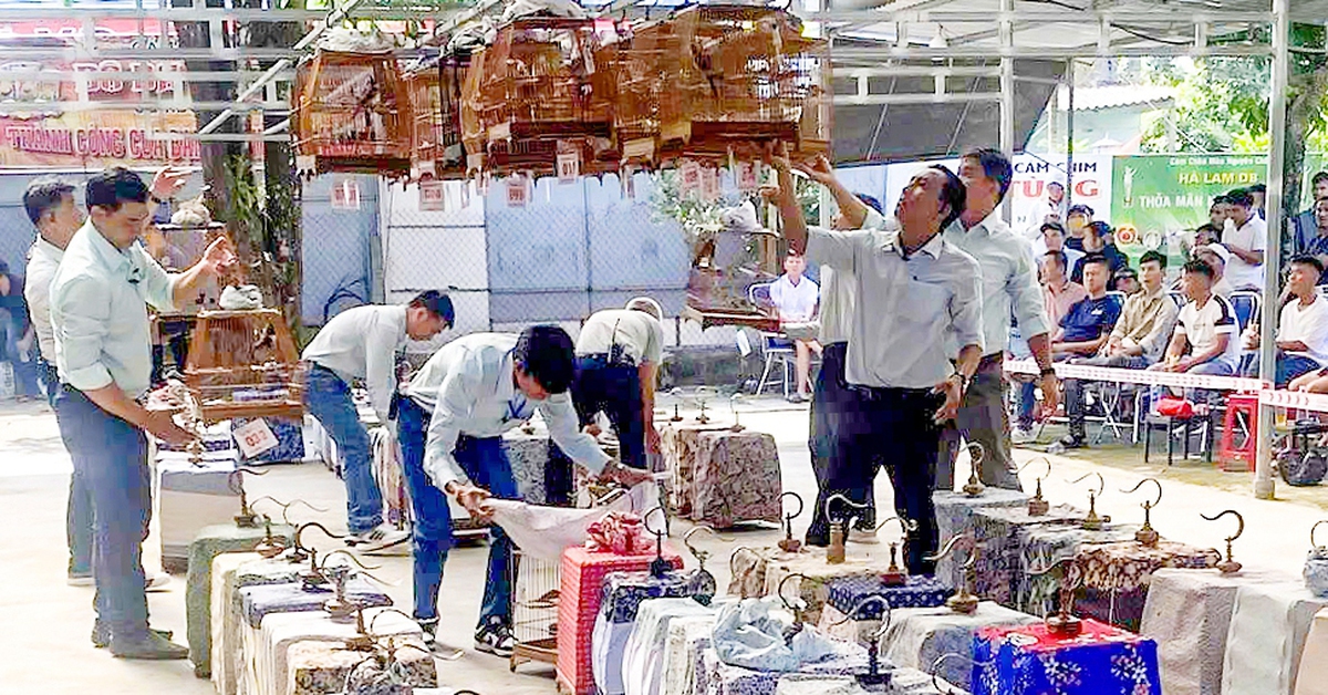 Xôn xao cuộc thi chim chào mào với giải thưởng 2 ô tô, 38 xe máy