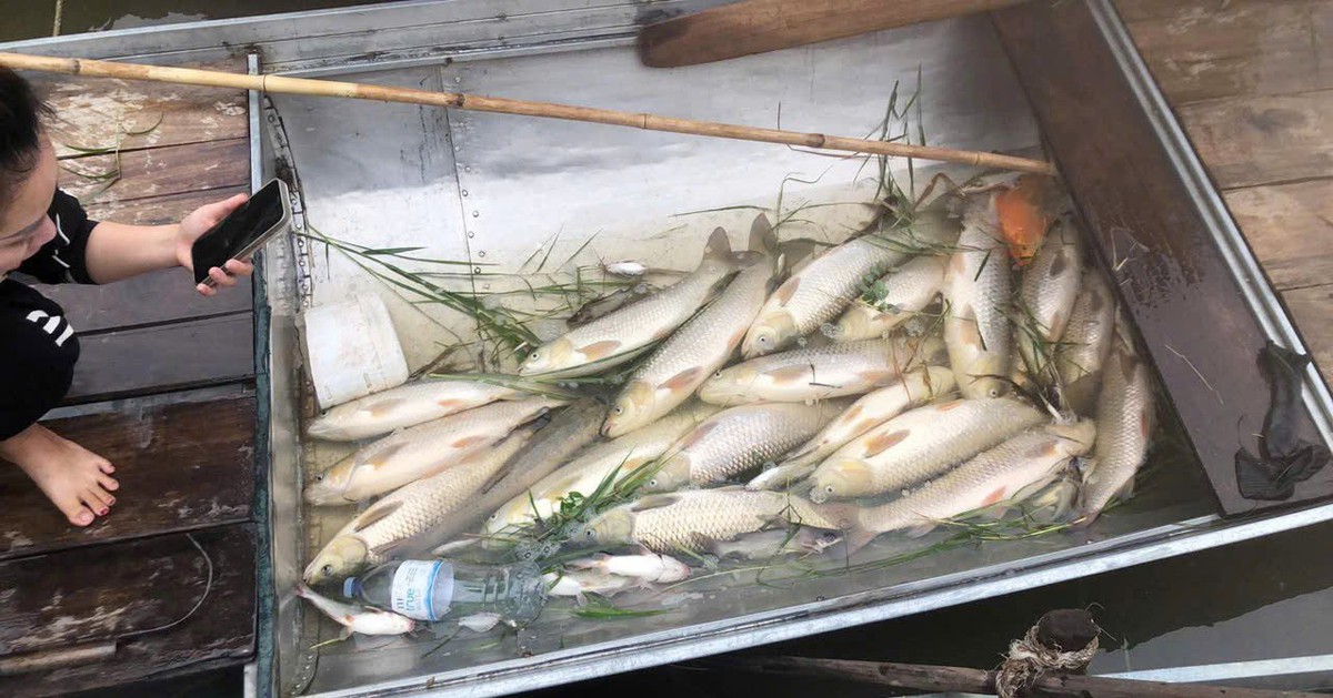 Vụ cá chết hàng loạt trên sông Lam: Không phải dịch bệnh thông thường