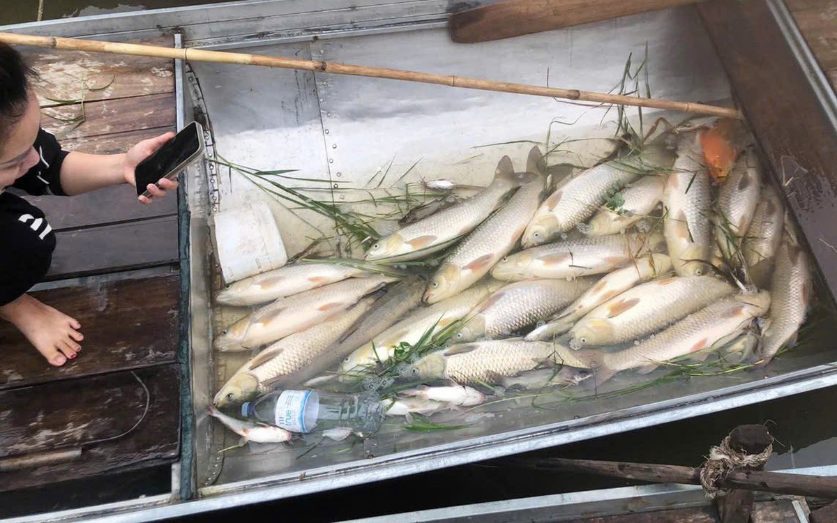 Vụ cá chết hàng loạt trên sông Lam: Không phải dịch bệnh thông thường