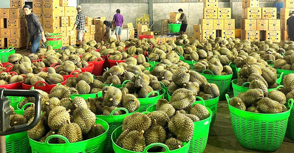 Sầu riêng xuất khẩu lại bị ách tắc kiểm nghiệm, Bộ Nông nghiệp và Môi trường chỉ đạo nóng