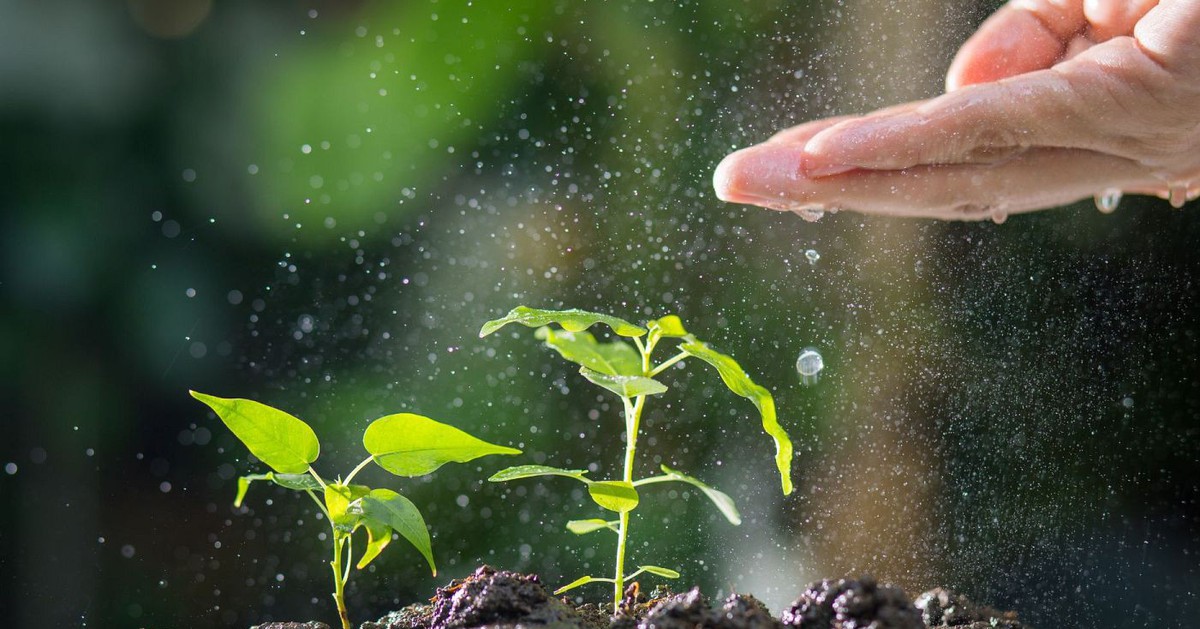 Thực vật toàn cầu đối mặt nguy cơ tuyệt chủng hàng loạt