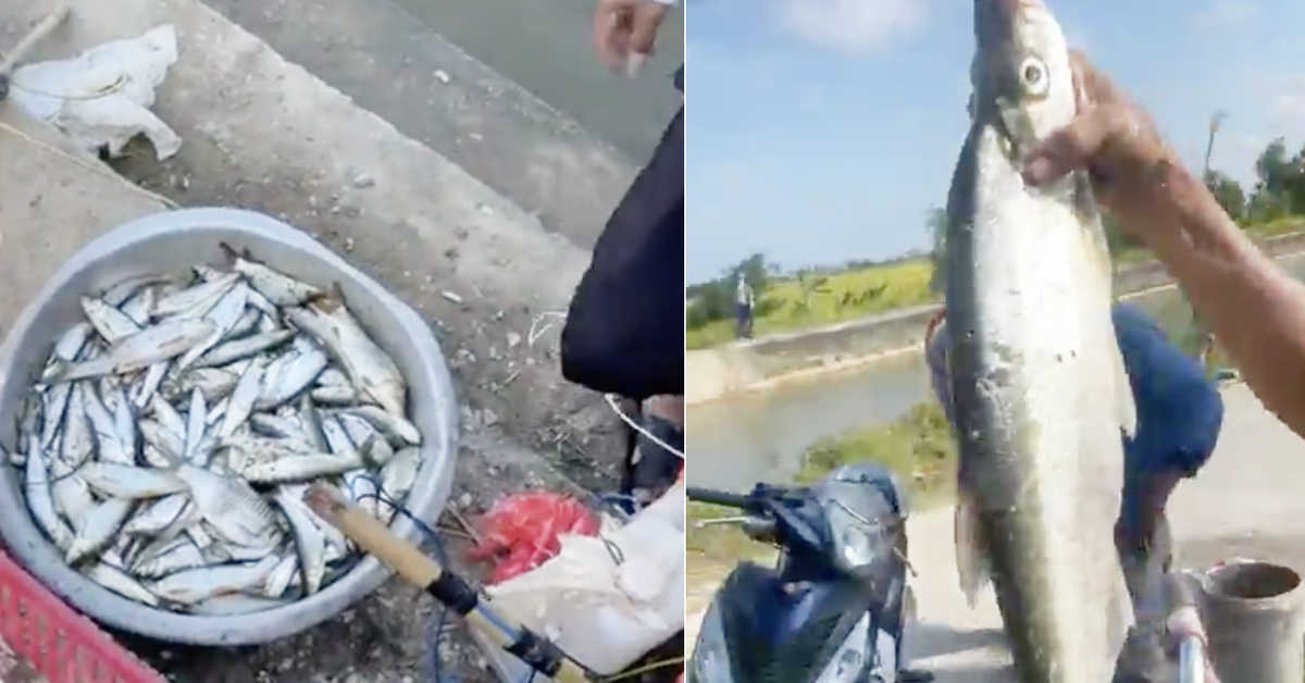 Cá chết hàng loạt, xã khuyến cáo người dân không vớt về ăn