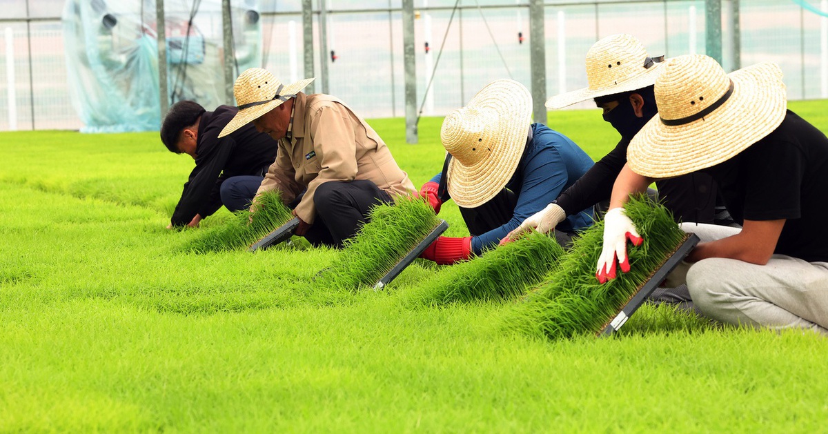 Hàn Quốc miễn bảo hiểm chăm sóc dài hạn cho lao động thời vụ nước ngoài